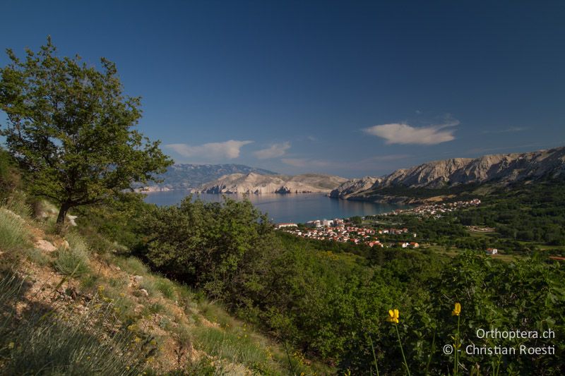 Insel Krk - HR, Primorje-Gorski, Jurandvor, 07.06.2014