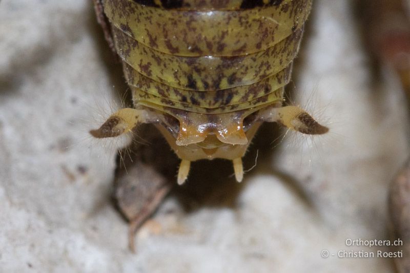 Hinterleibsende von Troglophilus neglectus ♂ - HR, Istrien, Pazin, 12.06.2014