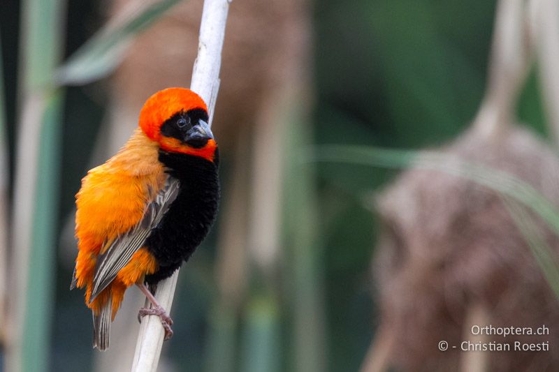 Southern red Bishop (Euplectes orix) ♂ - SA, Gauteng, Pretoria National Botanical Garden, 16.01.2015