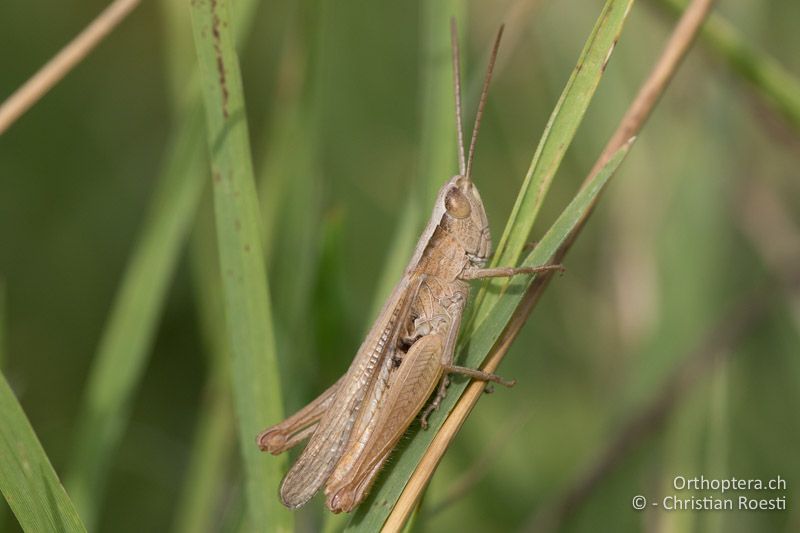 Chorthippus dichrous ♂ - HU, Bács-Kiskun, Fülöpháza, 08.07.2017