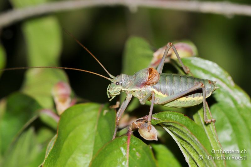 Ephippiger ephippiger ♂ - AT, Niederösterreich, Pfaffstätten, 15.09.2016