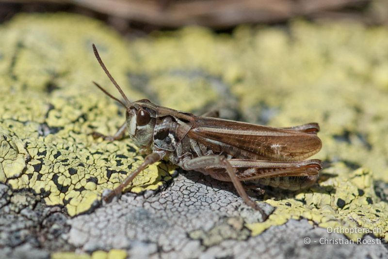 Aeropedellus variegatus ♂ - CH, GR, Muottas Muragl, 02.08.2008