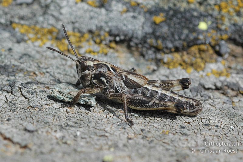 Larve von Gomphocerus sibiricus ♂ im letzten Stadium. Erstaunlicherweise sind die Vorderschienen noch kaum erweitert - IT, Piemont, Colle di Sampeyre, 06.08.2006