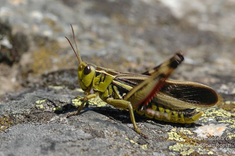 Singendes ♂ von Arcyptera fusca - CH, VS, Riederalp, 14.07.2007