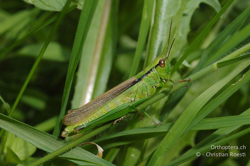 Mecostethus parapleurus ♀ - CH, VS, Susten, 30.07.2007