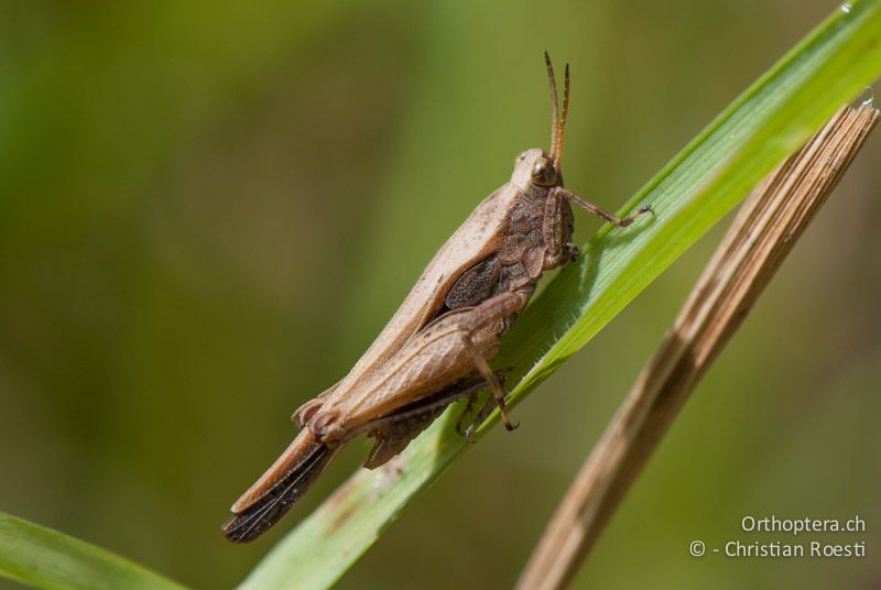 Tetrix subulata ♂ - CH, LU, Willisau, 04.09.2010