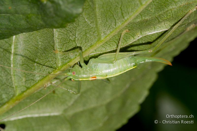 Meconema meridionale ♀ - CH, BE, Bern, 09.08.2013