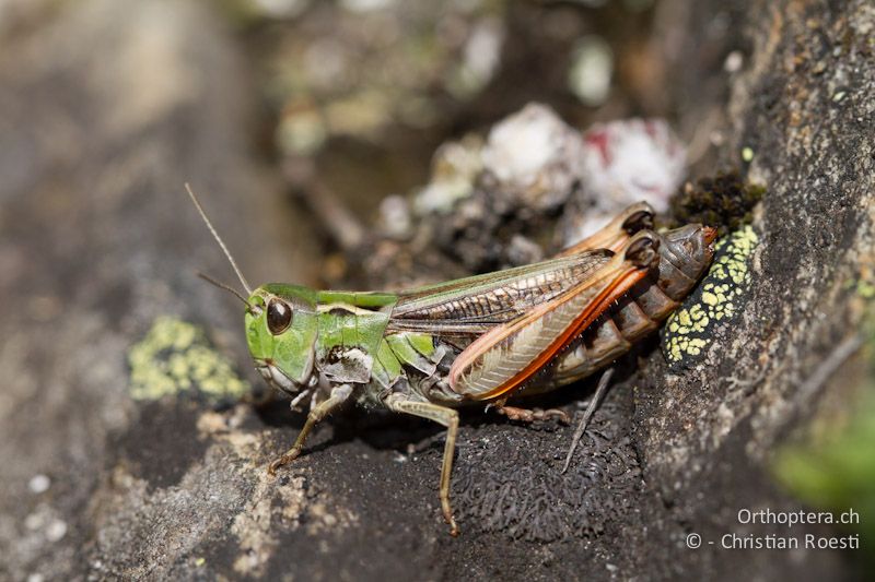 Stenobothrus rubicundulus ♀ - CH, VS, Bitsch, 19.08.2011