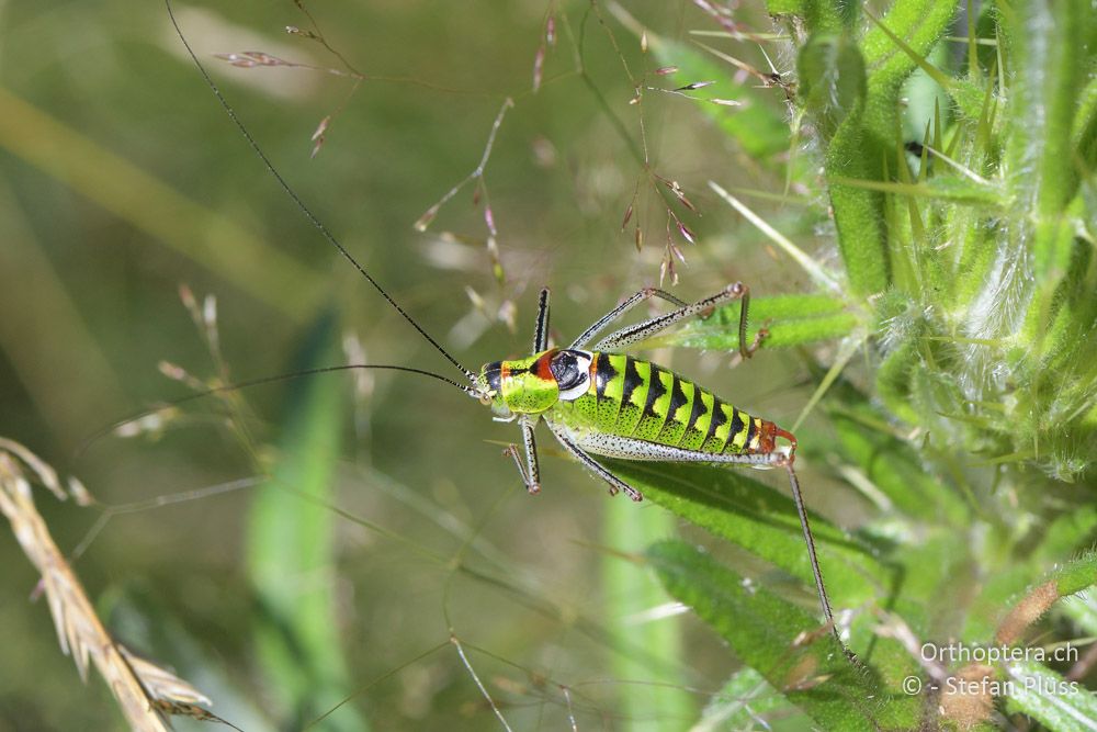 Poecilimon thoracicus ♂ - BG, Blagoevgrad, Waldlichtung vor Raslog bei Bansko, 14.07.2018