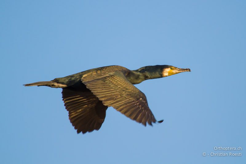 Kormoran (Great Cormorant, Phalacrocorax carbo) im Flug. Durankulak, 30.04.2012