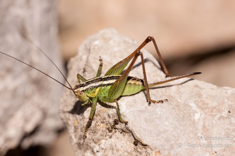 Larve von Pachytrachis striolatus ♀ - HR, Dalmatien, Starigrad, 18.07.2010