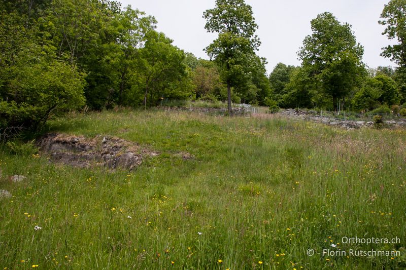 Magere Wiese mit vernässten Stellen angrenzend an ein kleines Rinnsal (links) - CH,TI, Mergoscia, 10.05.2011