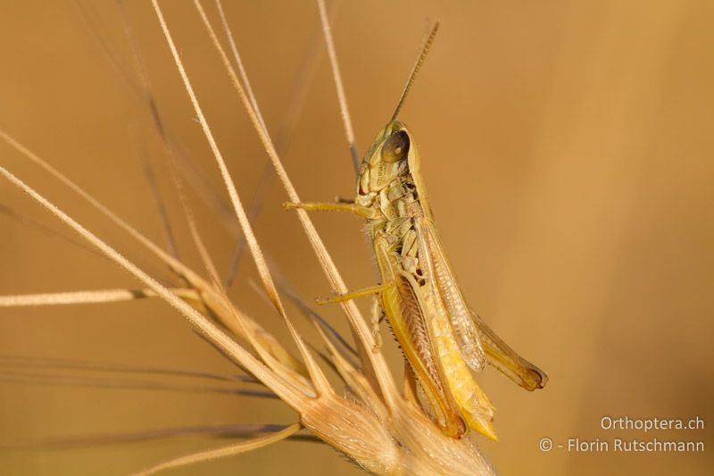 Euchorthippus declivus ♂ - GR, Epirus, Mt. Soulion, 09.07.2012