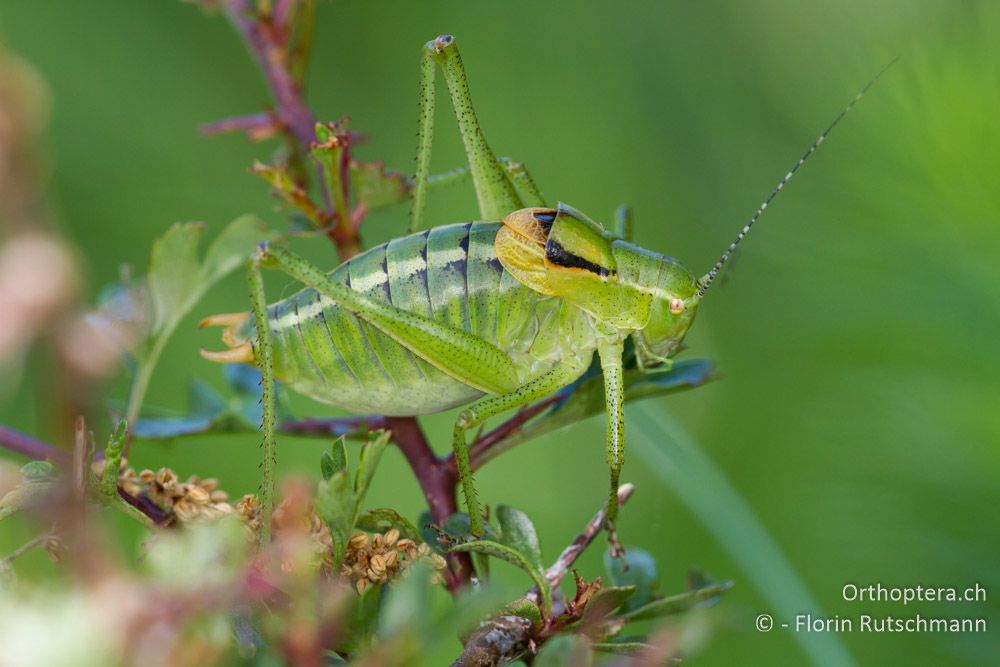 Poecilimon ornatus - HR, Istrien, Učka-Gebirge, 11.06.2014