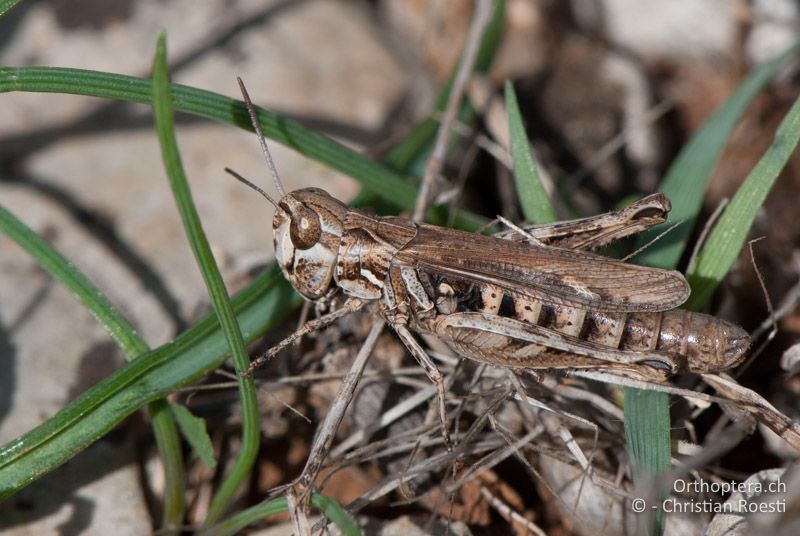 Omocestus petraeus ♀ - FR, Hérault, Cournonterral, 07.10.2010