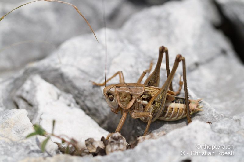 Letztes, 7. Larvenstadium von Decticus albifrons ♂ - HR, Istrien, Premantura, 05.06.2014