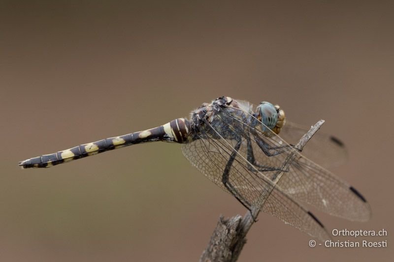 Zygonoides fuelleborni, Fuelleborn's Riverking ♀ - SA, Limpopo, Mutale, Pafuri River Camp, 04.01.2015