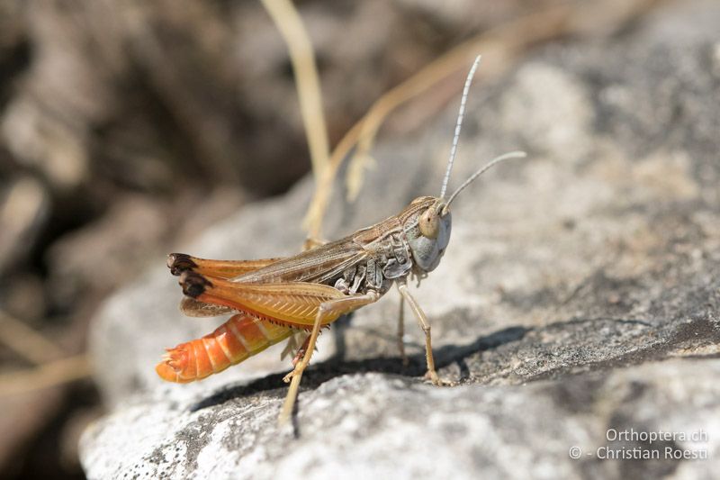 Stenobothrus fischeri ♂ - HR, Primorje-Gorski Kotar, Cres, 23.07.2015