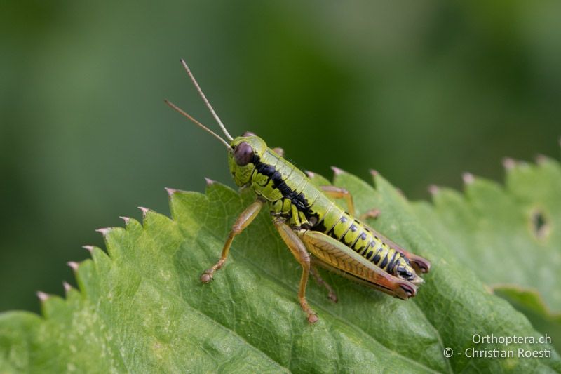 Micropodisma salamandra ♂ - HR, Istrien, Ucka Nationalpark, 24.07.2015