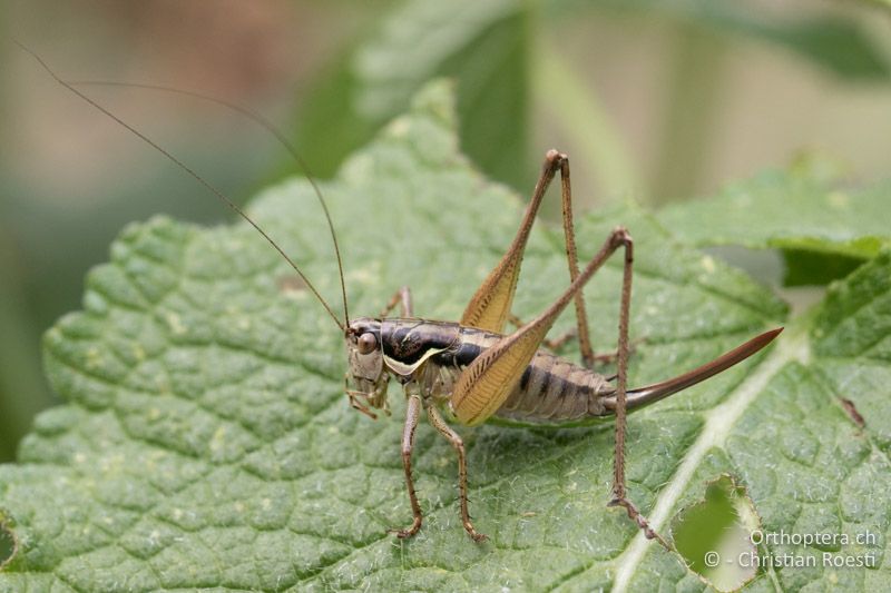 Pachytrachis gracilis ♀ - HR, Istien, Mt. Učka, 24.07.2015