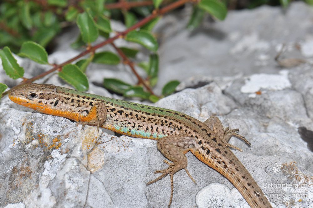 ♂ von Podarcis melisellensis - HR, Istrien, Rebići, 19.06.2016