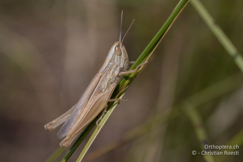 Euchorthippus pulvinatus ♀ - HU, Südliche Grosse Tiefebene, Kecskemét, 08.07.2016