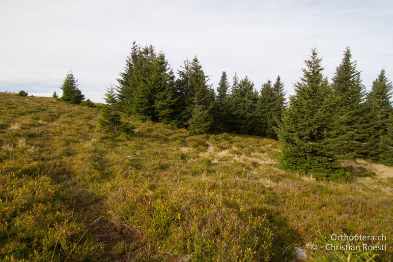 Zwergstrauchheide - AT, Kärnten, Reichenfels, 16.09.2016