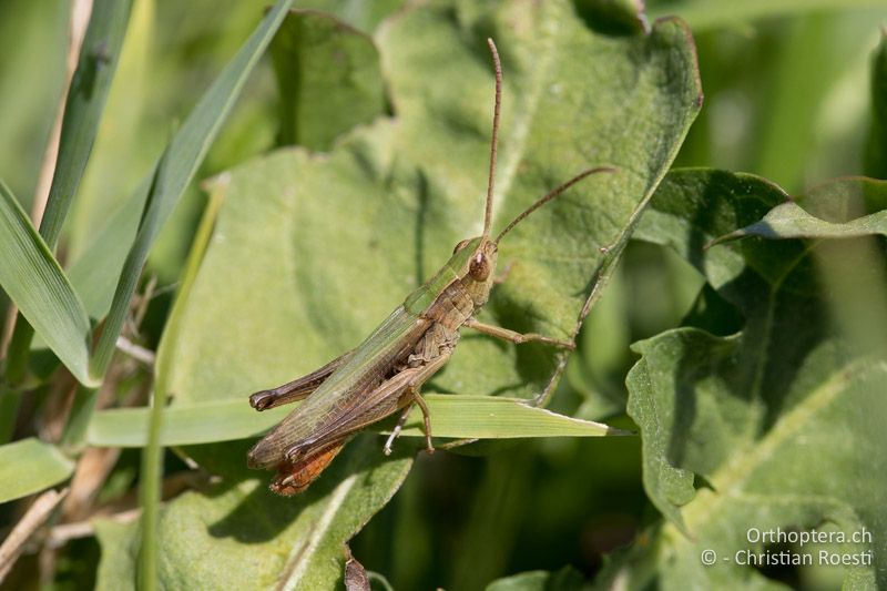 Chorthippus oschei ♂ - GR, Westmakedonien, Kleiner Prespasee, 13.07.2017