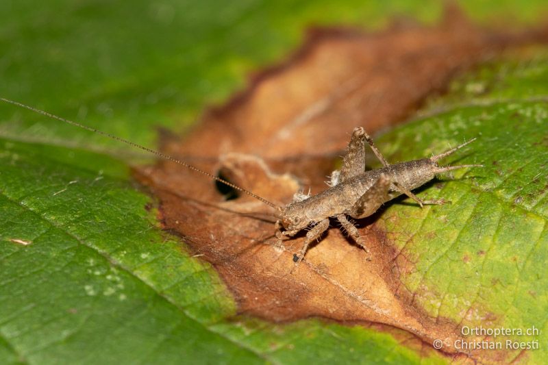 Arachnocephalus vestitus ♂ - HR, Zadar, Posedarje, ex situ, 30.08.2021