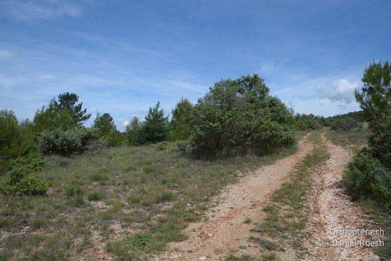 Lebensraum von Saga pedo und Oedaleus decorus - FR, bei Manosque, 05.07.2014