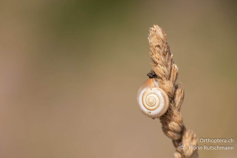 Monacha cartusiana - GR, Epirus, Preveza, 07.06.2024