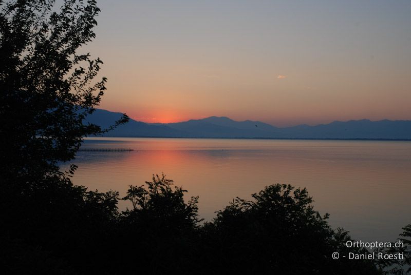 Morgenstimmung am Kerkini-See - GR, Zentralmakedonien, 08.07.2013