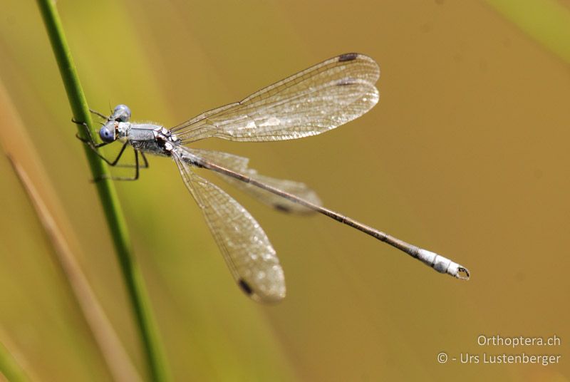 In den Binsen entdeckt, ♂ der seltenen Dunklen Binsenjungfer (Lestes macrostigma) - FR, Port-Saint-Louis-du-Rhône, 09.07.2014