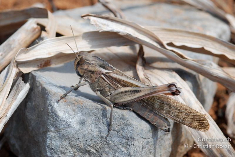 Locusta migratoria ♀ - ES, Mallorca, Cap Formentor, 15.06.2008