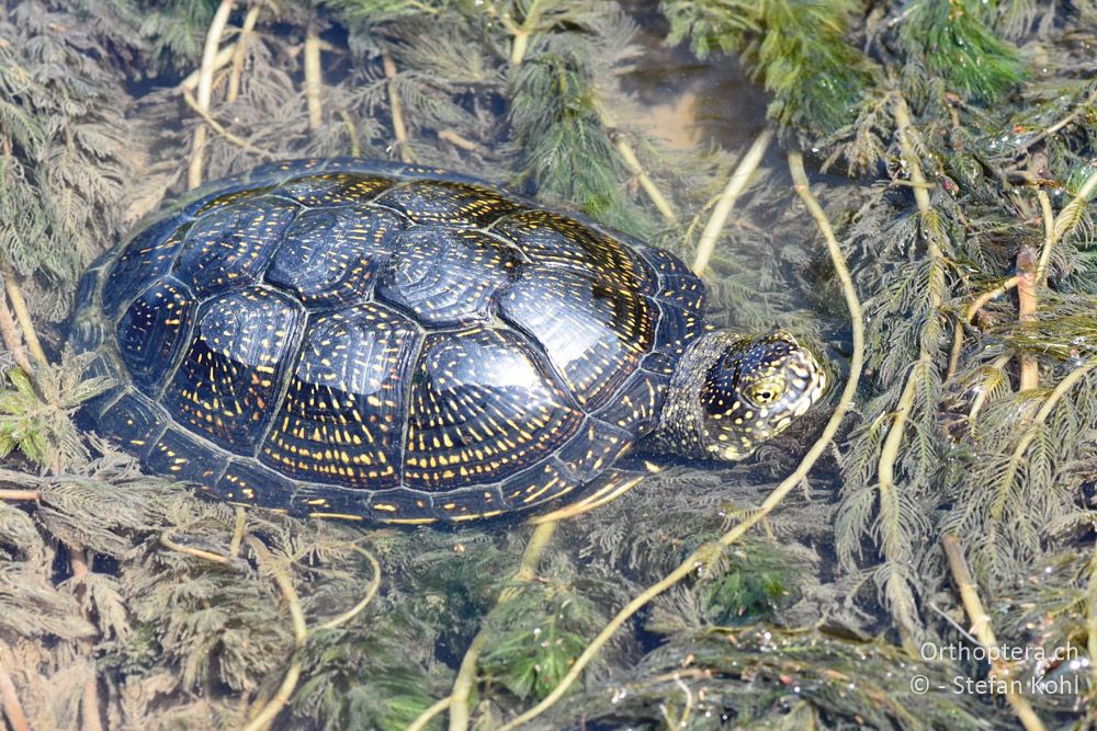 Europäische Sumpfschildkröte (Emys orbicularis) - BG, Blagoewgrad, Ribnik an der Struma, 13.07.2018