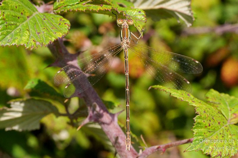 Südliche Binsenjungfer (Lestes barbarus) ♀ - FR, Camargue, 09.07.2014