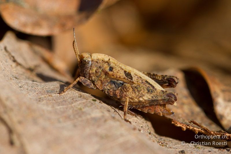 Tetrix bipunctata ♀ - CH, BE, Bickigen, 21.03.2012