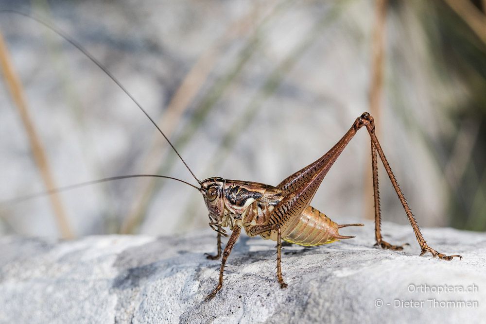 Pachytrachis striolatus ♂ - HR, Istrien, Vela Učka, 20.07.2015