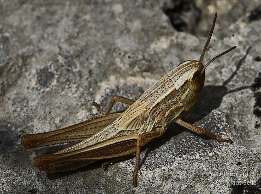 Dickkopf-Grashüpfer (Euchorthippus declivus) Larve - HR, Istrien, Premantura, Gornji Kamenjak, 20.06.2016