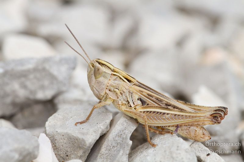 Stenobothrus fischeri ♀ - GR, Epirus, Mt. Soulion, 17.06.2013