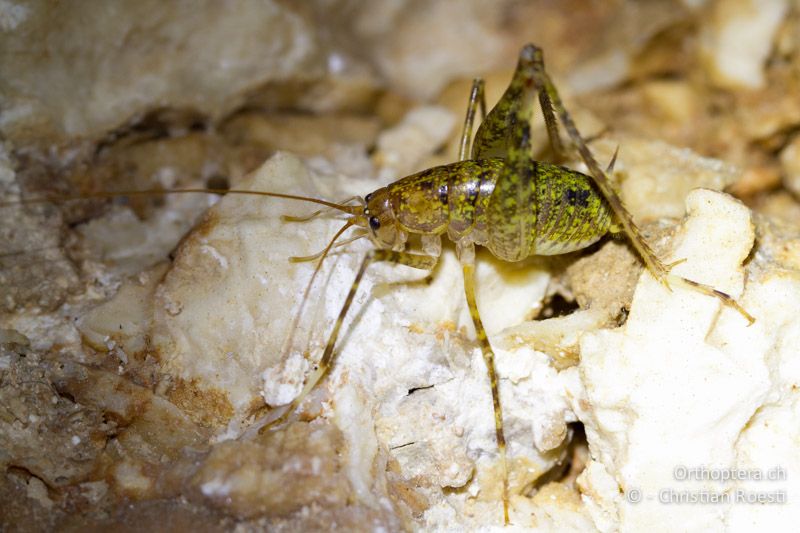 Troglophilus neglectus ♂ - Slowenien, Notranjsko-Kraška, Postojna, 31.05.2014