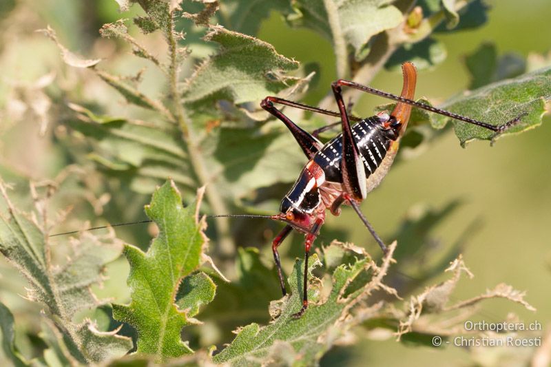 Barbitistes ocskayi ♀ - HR, Istrien, Prodol, 03.06.2014