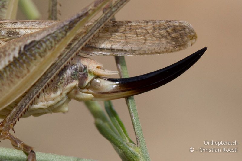 Hinterleibsende von Platycleis affinis ♀ - FR, Saint-Gilles, 10.07.2014