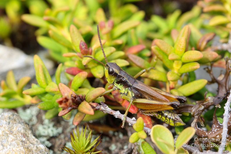 Podismopsis styriaca ♂ - AT, Kärnten, Reichenfels, 16.09.2016