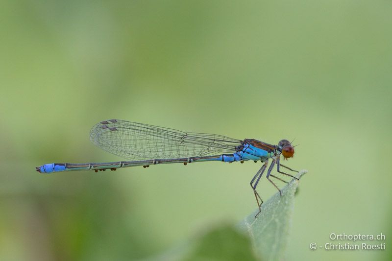 Männchen von Erythromma viridulum mit Parasiten