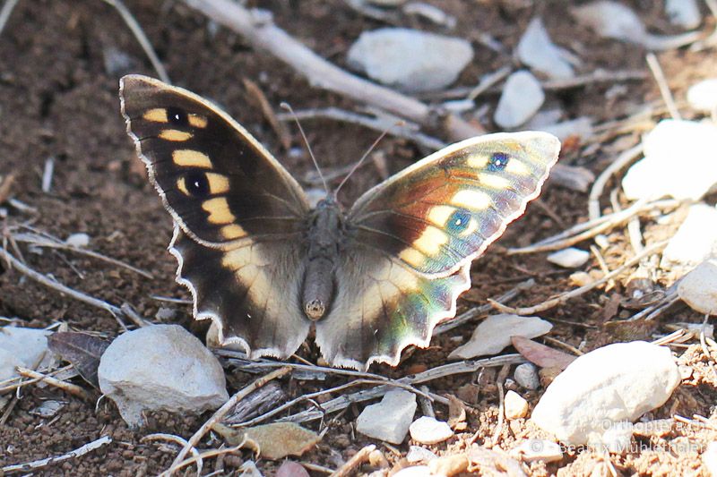 Berghexe (Chazara briseis) öffnet kurz die Flügel - FR, Plateau d'Aumelas, 11.07.2014