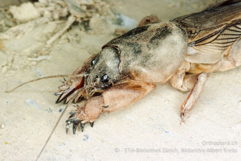 Porträt mit Grabschaufeln von Gryllotalpa gryllotalpa ♀ - CH, ZH, Winterthur, 1972