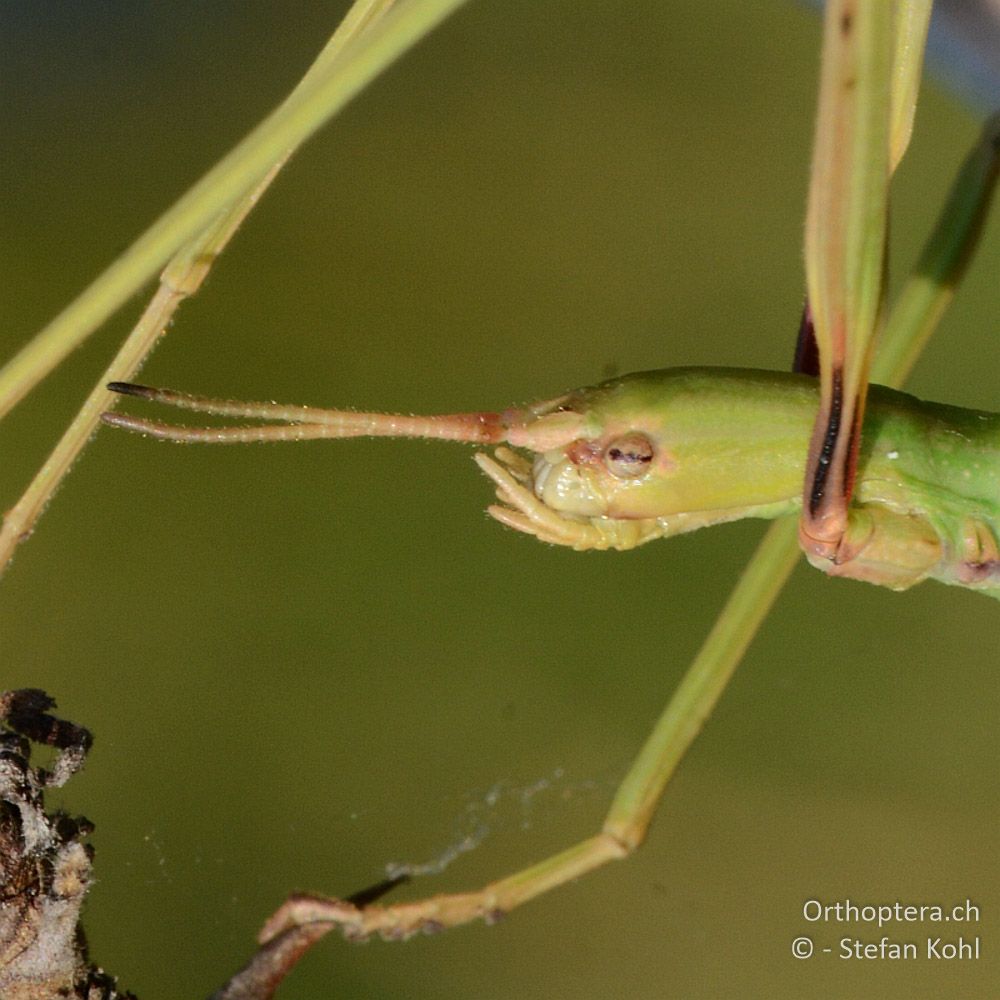 ♀ der Mittelmeerstabschrecke (Bacillus rossius) - GR, Ostmakedonien, Mt. Pangeon, 06.07.2013