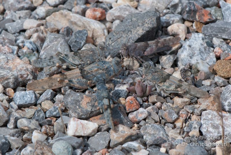 Ein ♀ von Sphingonotus caerulans (grösstes Tier) wird während der Eiablage von vier ♂♂ belagert, die sich anschliessend mit dem Weibchen verpaaren möchten. Auffällig ist die grosse Variabilität der Färbungen - FR, Aude, Port-la-Nouvelle, 02.09.2007