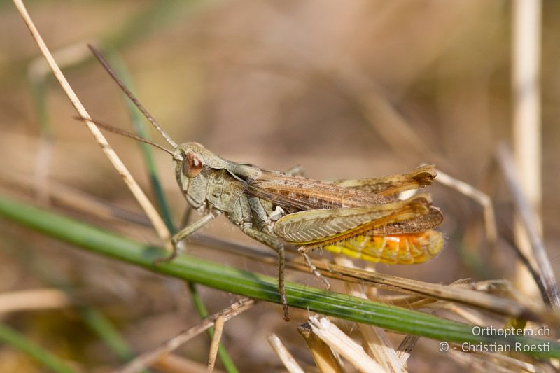 Chorthippus mollis ♂ - CH, VD, Chamblon, 06.09.2013